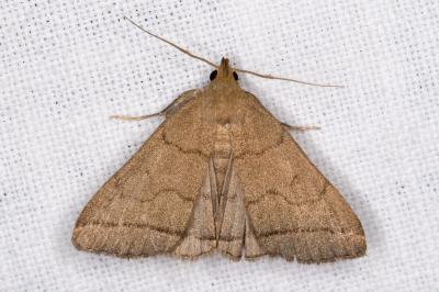 Herminia tarsipennalis