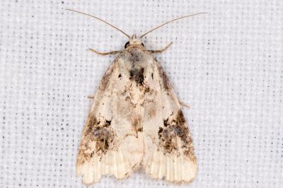Pseudeustrotia candidula