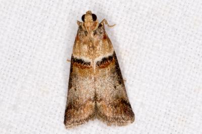 Acrobasis tumidana