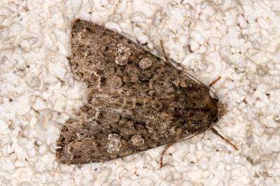 Mamestra brassicae