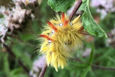 Acronicta aceris