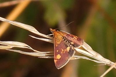 Pyrausta aurata