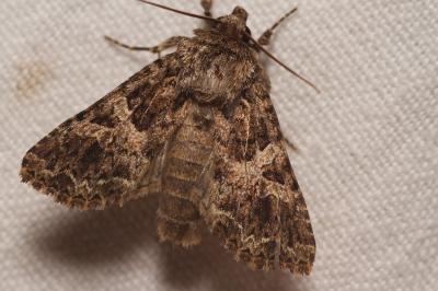 Hadena bicruris