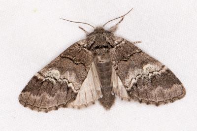 Drymonia querna