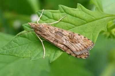 Nomophila noctuella