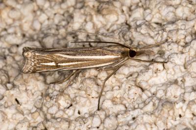 Ancylolomia tentaculella