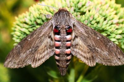 Agrius convolvuli