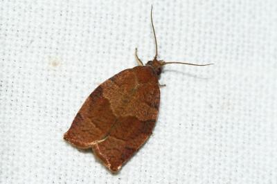 Pandemis dumetana