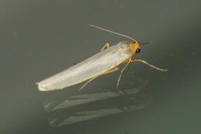 Eilema caniola