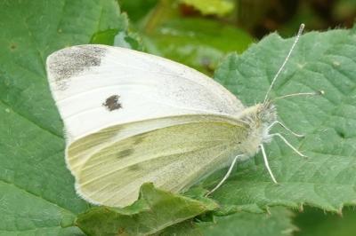 Pieris rapae