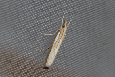 Agriphila tristella