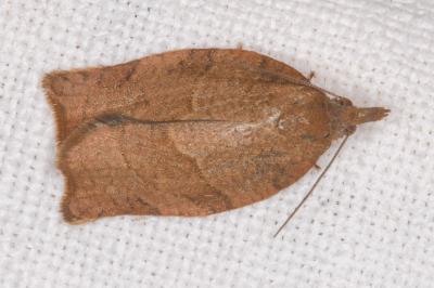 Pandemis heparana