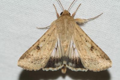 Helicoverpa armigera
