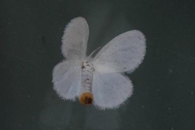 Sphrageidus similis