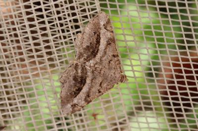 Chiasmia aestimaria