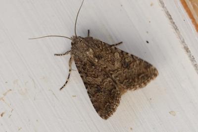 Anarta trifolii