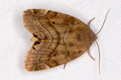Cosmia affinis