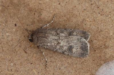 Agrotis segetum