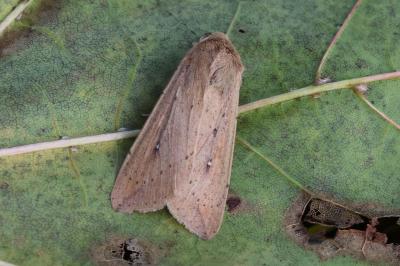 Mythimna unipuncta