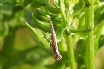 Plutella xylostella