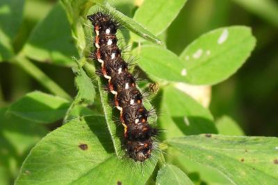 Acronicta rumicis
