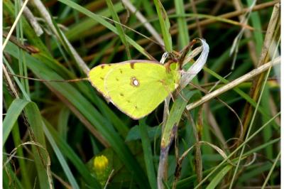 Colias crocea