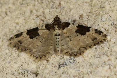 Xanthorhoe fluctuata