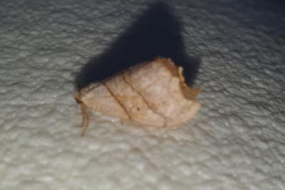 Falcaria lacertinaria