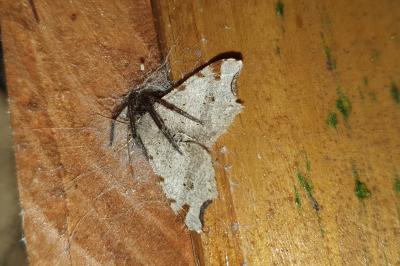 Macaria alternata