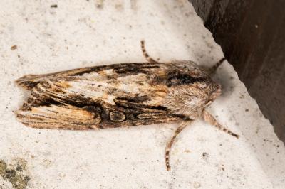 Agrotis puta