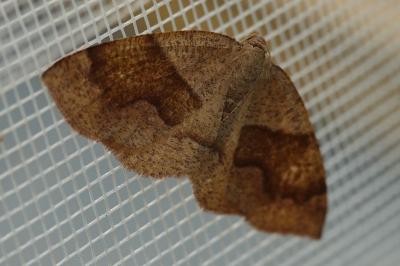 Plagodis pulveraria