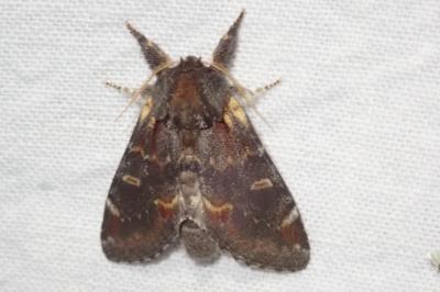 Notodonta dromedarius