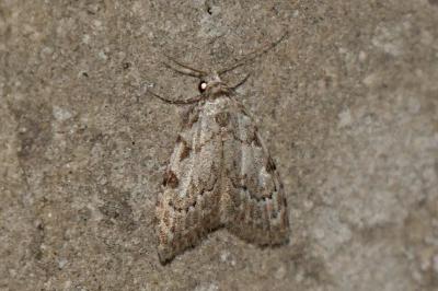 Nola confusalis