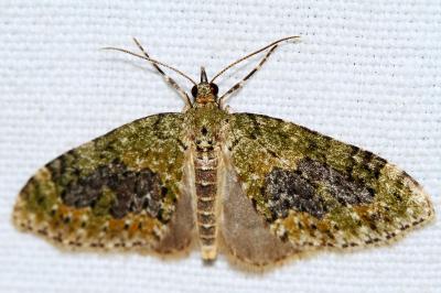 Acasis viretata