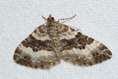 Epirrhoe rivata