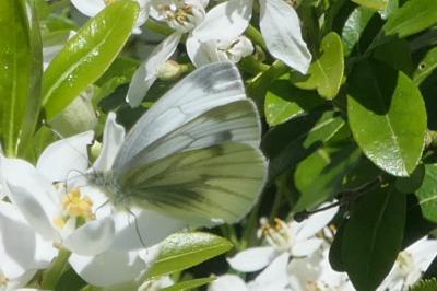 Pieris napi