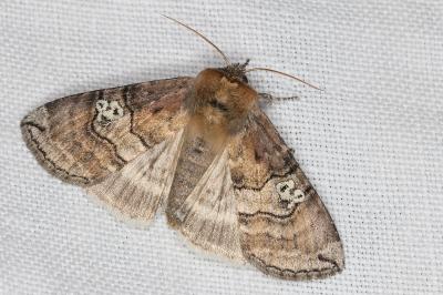 Tethea ocularis