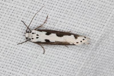 Ethmia bipunctella