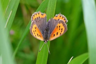 Lycaena phlaeas