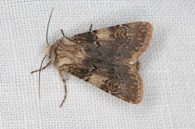 Agrotis puta