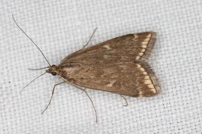 Loxostege sticticalis