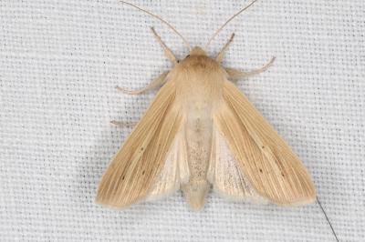 Mythimna pallens
