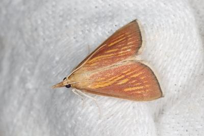Nascia cilialis