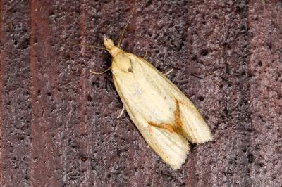 Agapeta hamana