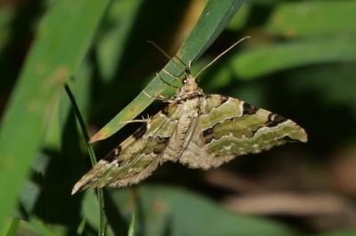 Colostygia pectinataria