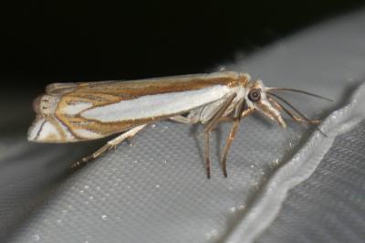 Crambus pascuella