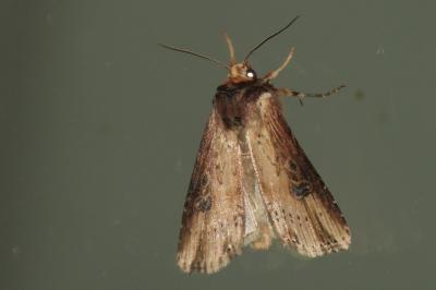 Axylia putris