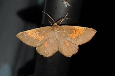 Angerona prunaria