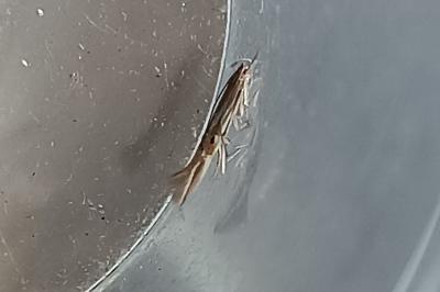 Cosmopterix lienigiella