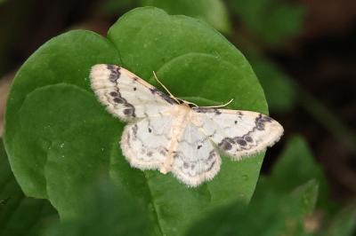 Idaea trigeminata